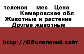 теленок  2 мес › Цена ­ 15 000 - Кемеровская обл. Животные и растения » Другие животные   